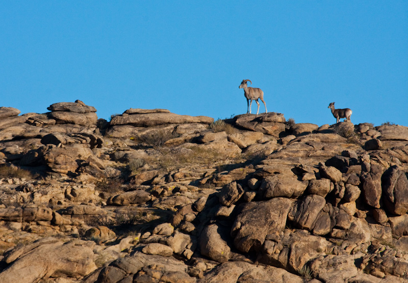 Argali